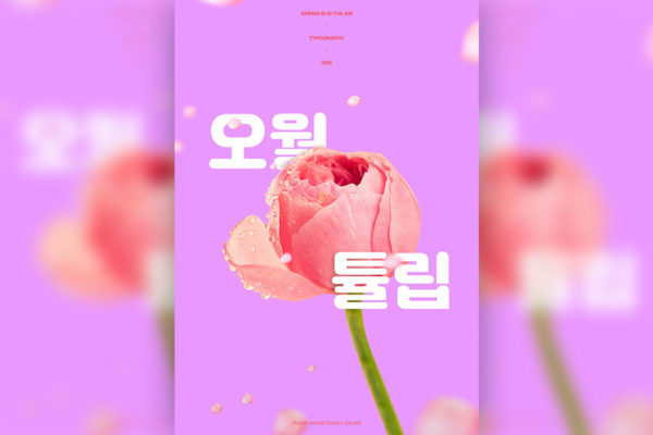 粉色郁金香春天&情人节主题海报设计模板 (psd)