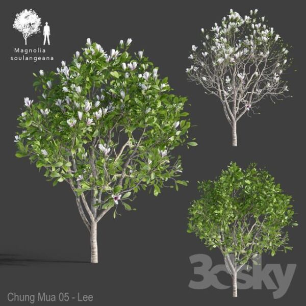 开满白色花朵的白玉兰树3D模型（FBX,MAX）