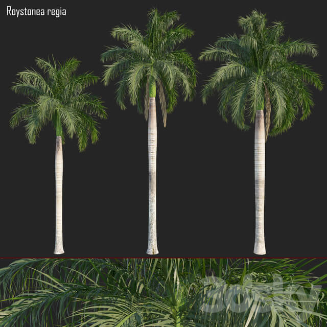 大王椰子树3D模型（FBX,MAX）