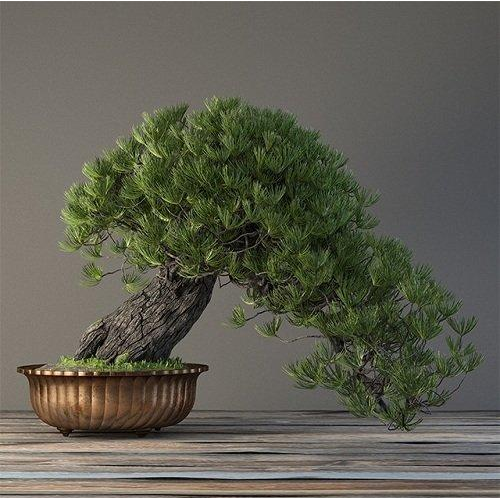 3d-Bonsai-Plants-Model-344-Free-Download-1