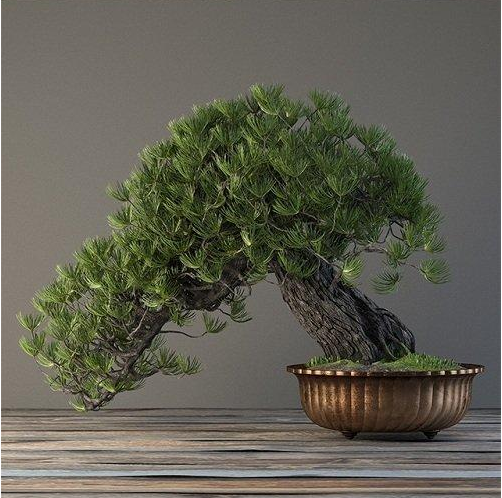 3d-Bonsai-Plants-Model-344-Free-Download-2