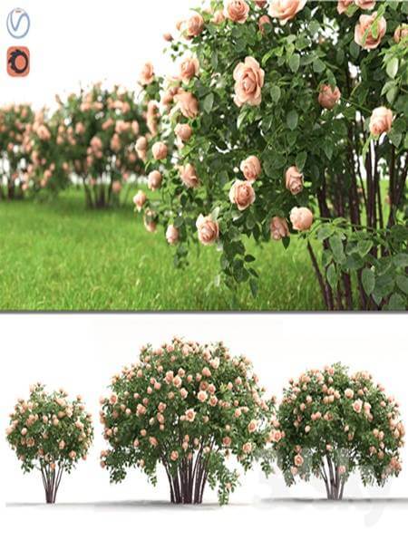 开满粉色花朵的玫瑰丛3D模型（FBX,MAX）