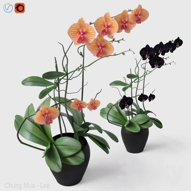 花盆里的橙色和黑色兰花3D模型（OBJ,MAX）