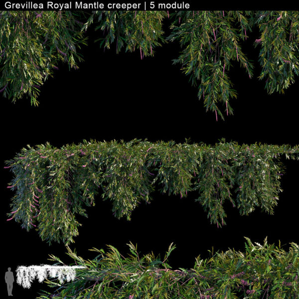 Grevillea Royal Mantle爬行植物3D模型（FBX,MAX）