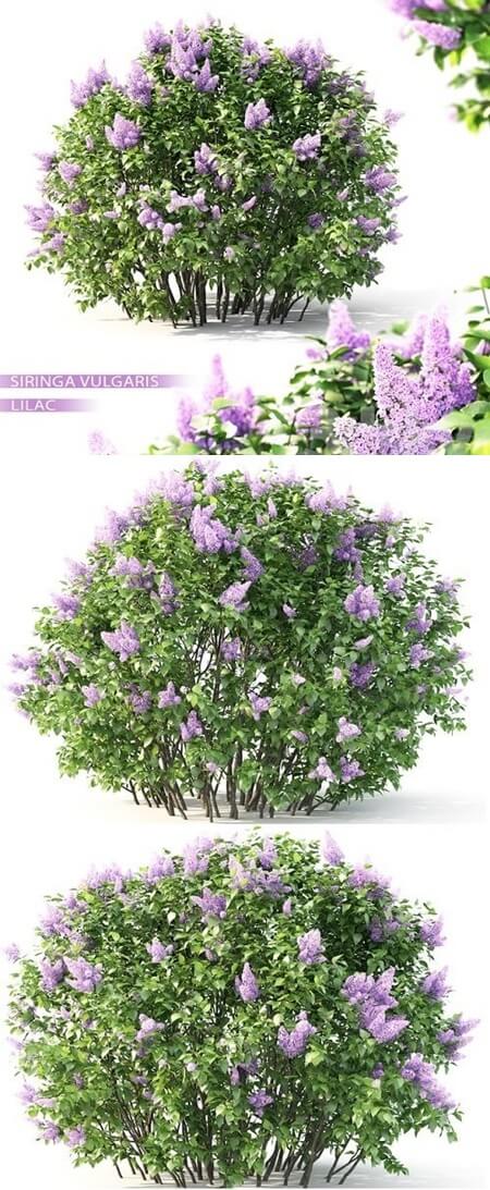 开满紫色花朵的丁香树3D模型（FBX,MAX）