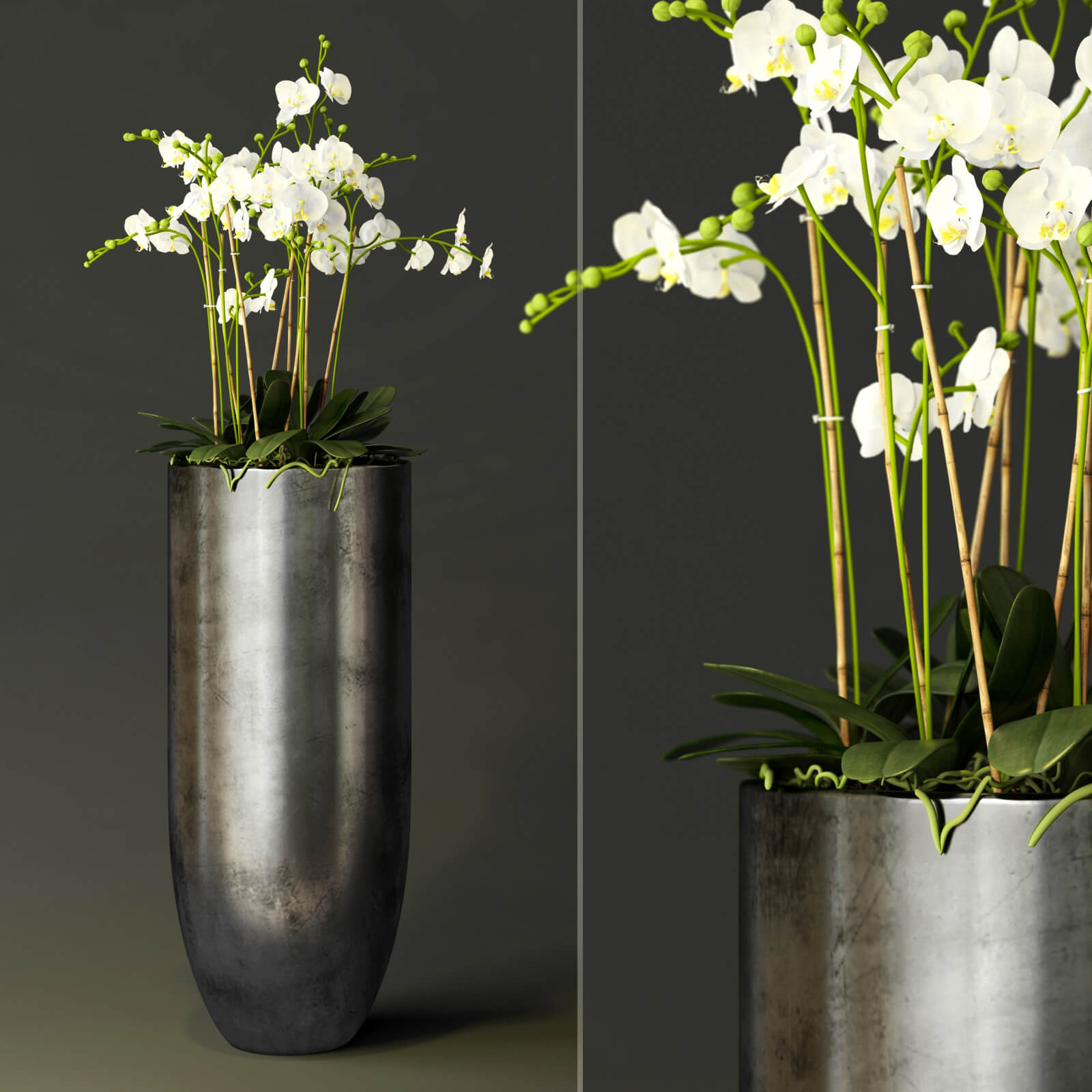 细长花盆中的白色兰花3D模型（FBX,MAX）