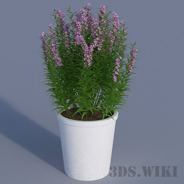 开满粉紫色小花朵的植物盆景3D模型（FBX,MAX）