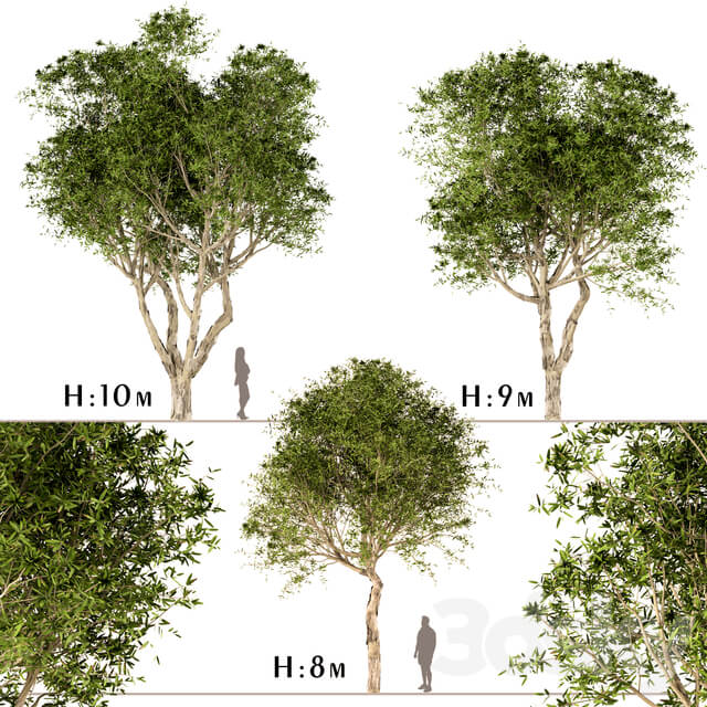 一组阔叶千层树3D模型（FBX,MAX）
