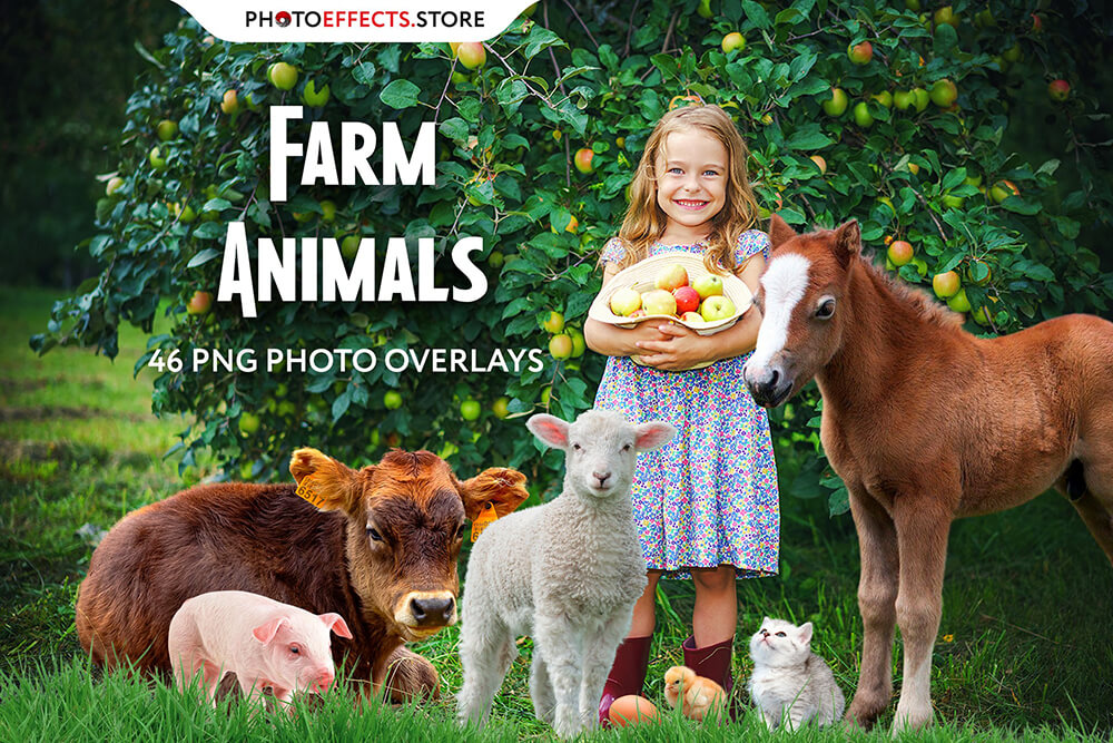农场动物照片叠层素材 (png)