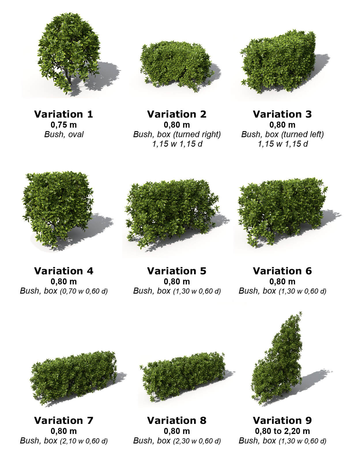 Ligustrum ovalifolium var. Aureum多种形态金边卵叶女贞园林绿植3D模型（OBJ）