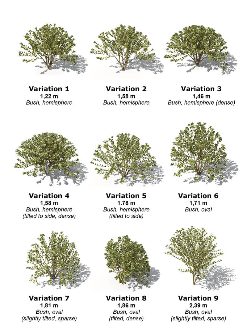 Euonymus多组形态卫矛灌木园林绿植3D模型（OBJ）