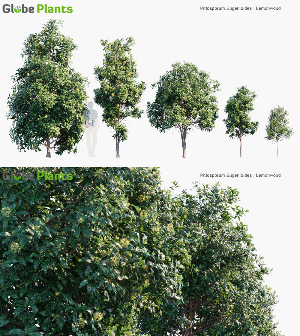 Pittosporum Eugenioides开满黄色花朵的橙香海桐树3D模型（MAX）