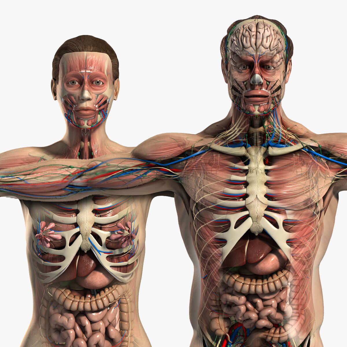 精细的人体和器官全套3D模型+贴图下载（Max,MB）