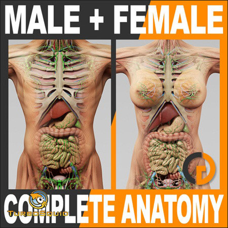 人体解剖和器官全套3D模型贴图下载（max）