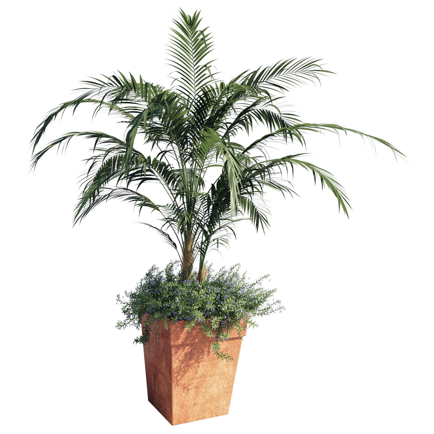Kentia palm肯蒂亚棕榈盆景3D模型（FBX,MAX）