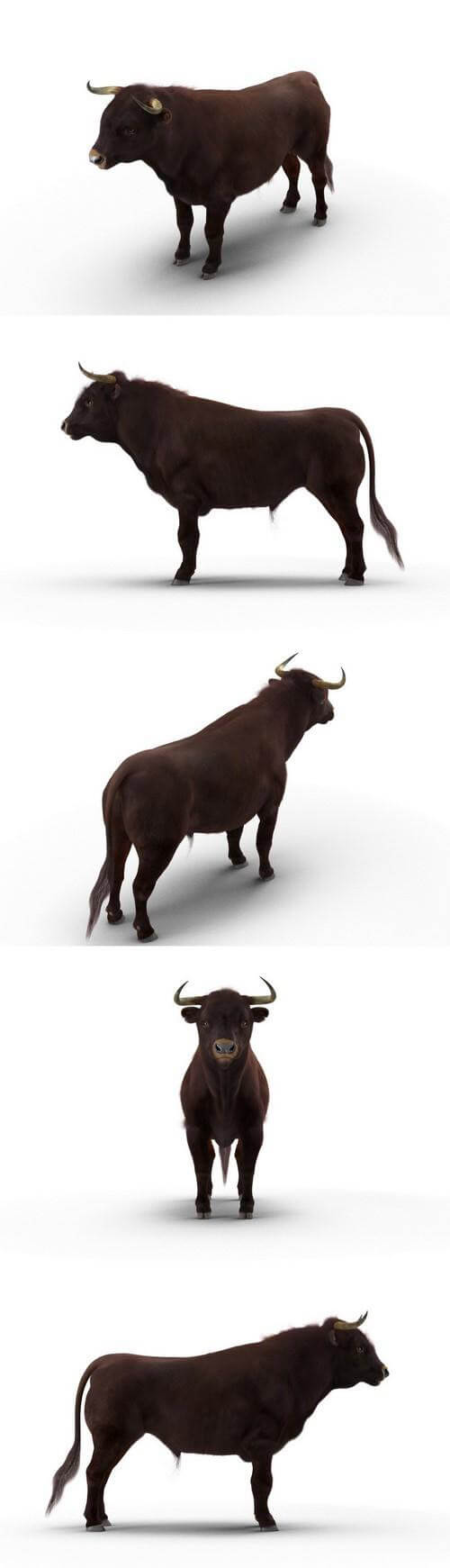 公牛3D模型（MAX）