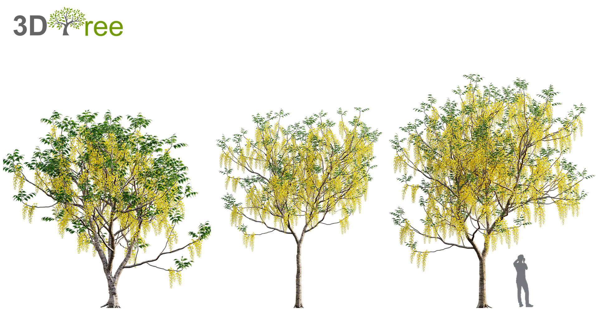 Cassia fistula腊肠树3D模型（FBX,MAX）