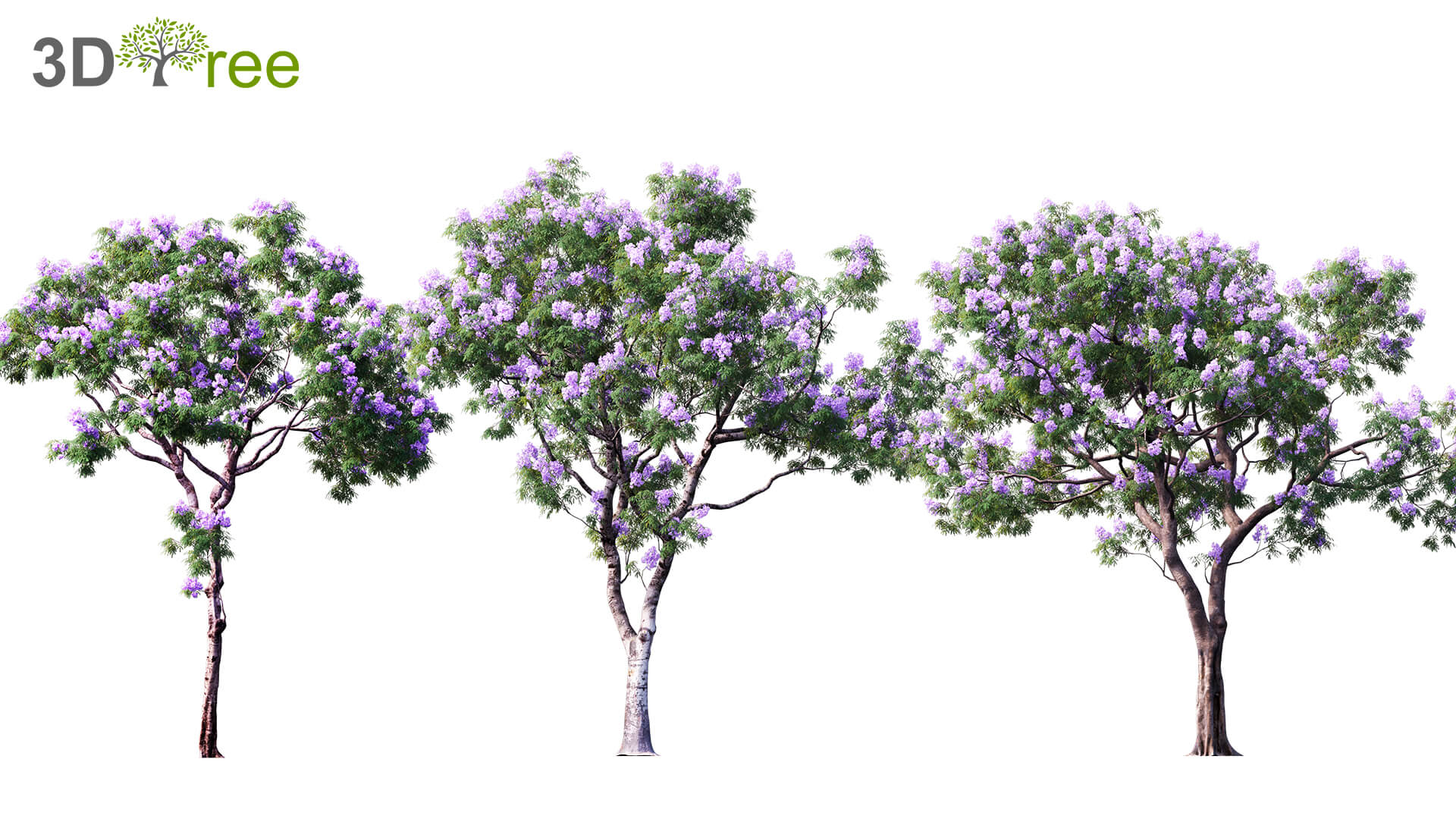 Jacaranda开满紫色花朵的蓝花楹木3D模型（FBX,MAX）