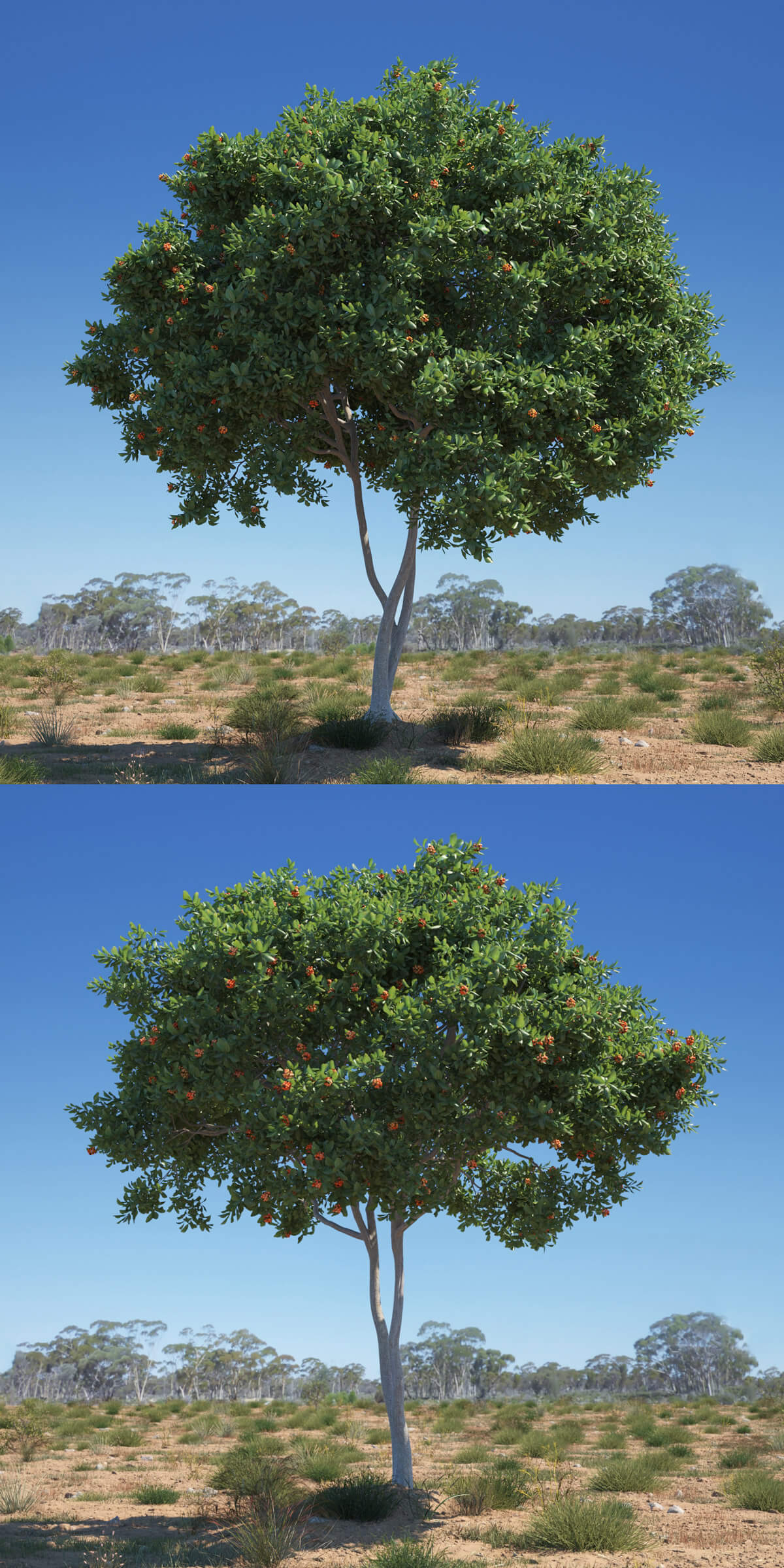 Cupaniopsis anacardioides 2种形态的胡萝卜树3D模型合集（MAX）