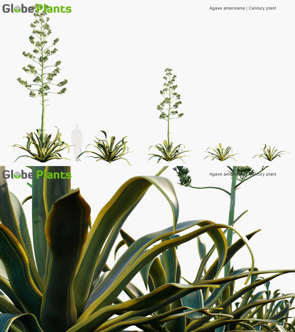 Agave americana金边龙舌兰3D模型（MAX）