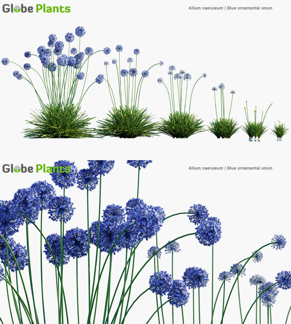 Allium caeruleum棱叶韭植物3D模型（MAX）