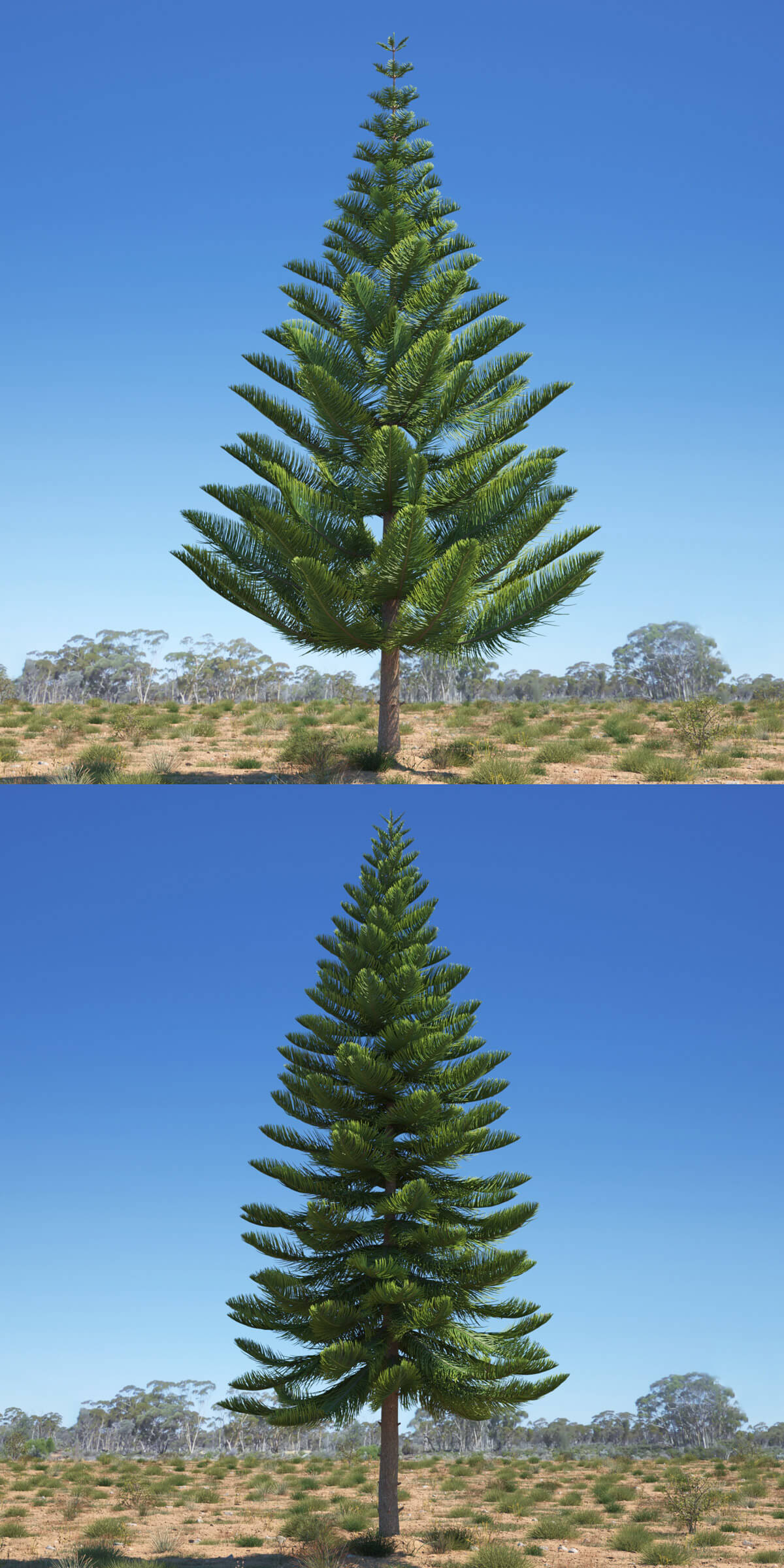 Araucaria heterophylla 3种形态异叶南洋杉树3D模型合集（MAX）