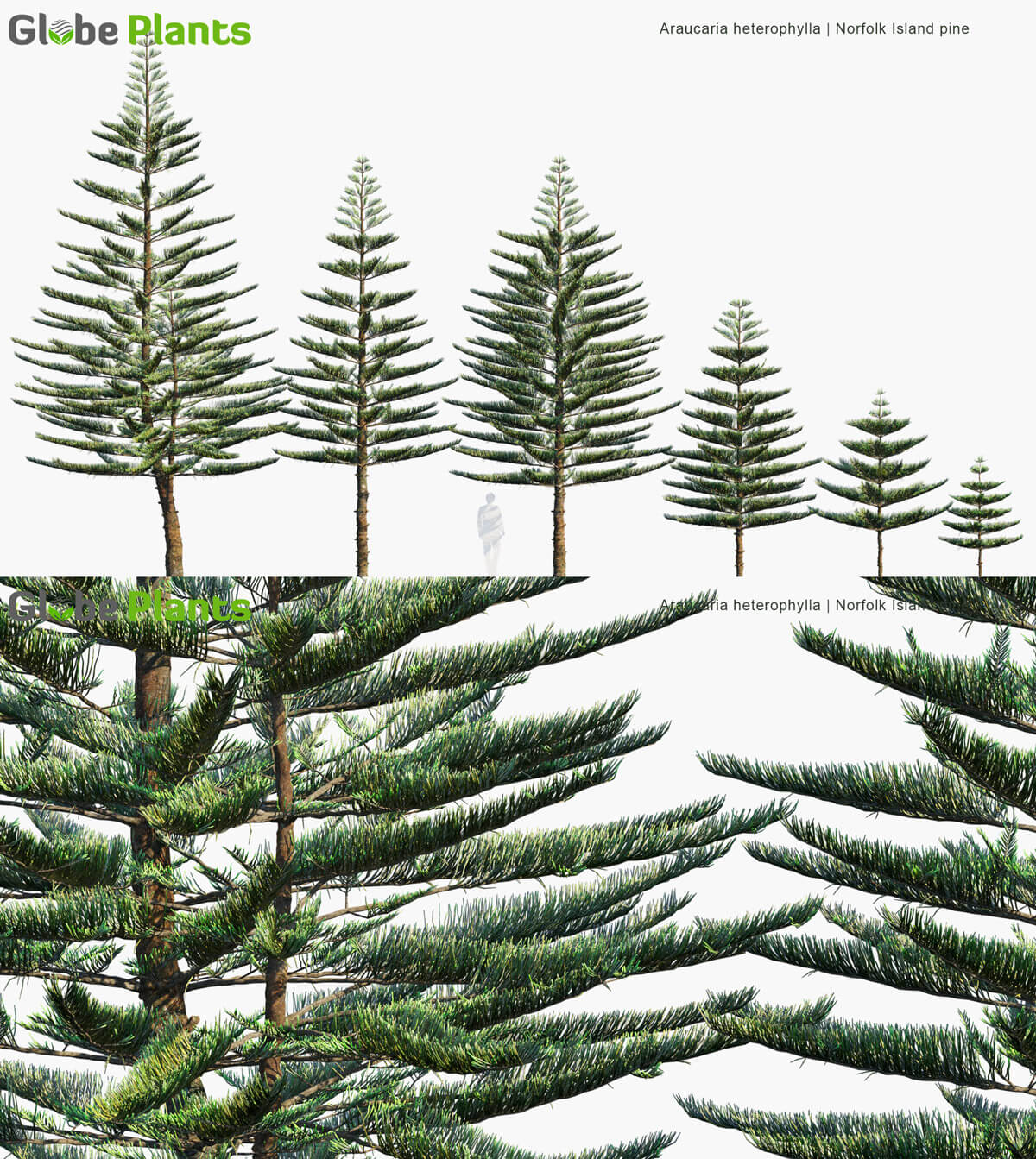 Araucaria heterophylla异叶南洋杉树3D模型（MAX）