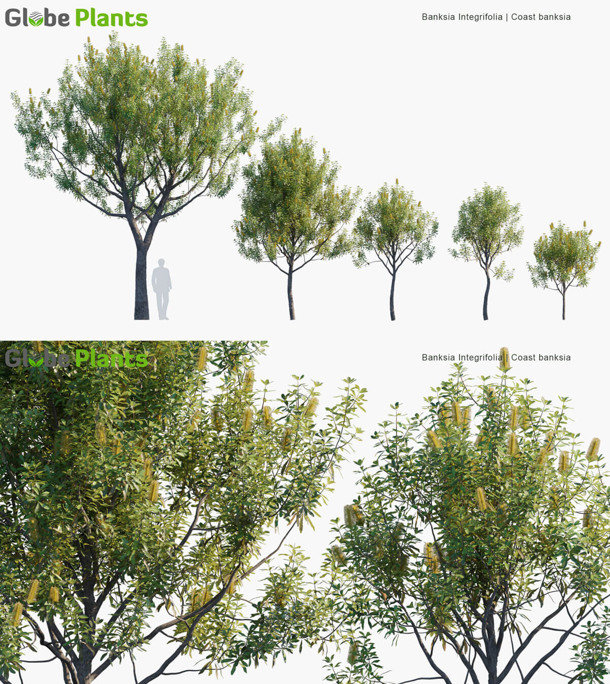 Banksia Integrifolia斑克木佛塔树3D模型（MAX）