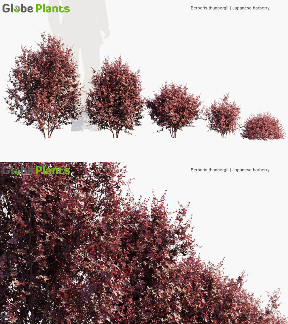 Berberis thunbergii紫叶小檗植物3D模型（MAX）