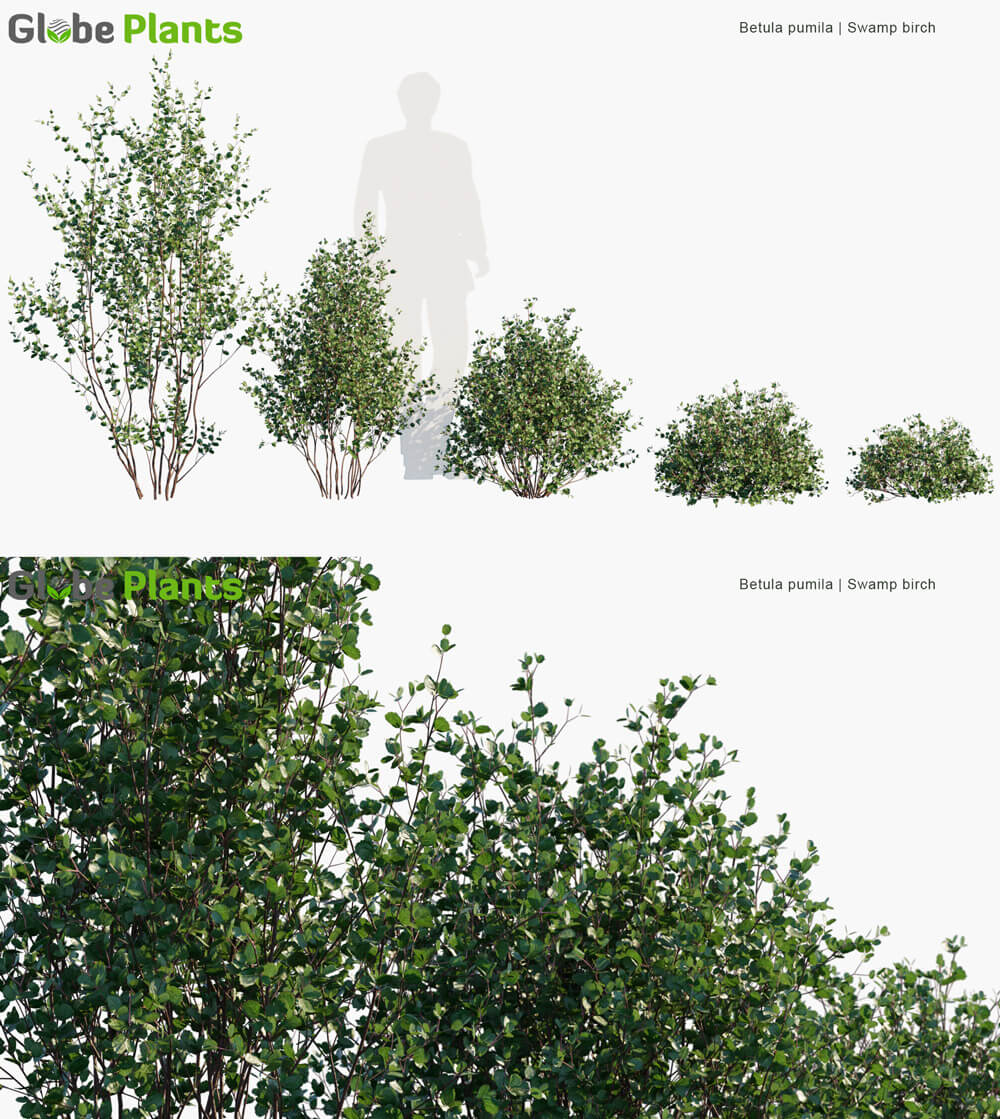 Betula pumila白桦植物3D模型（MAX）