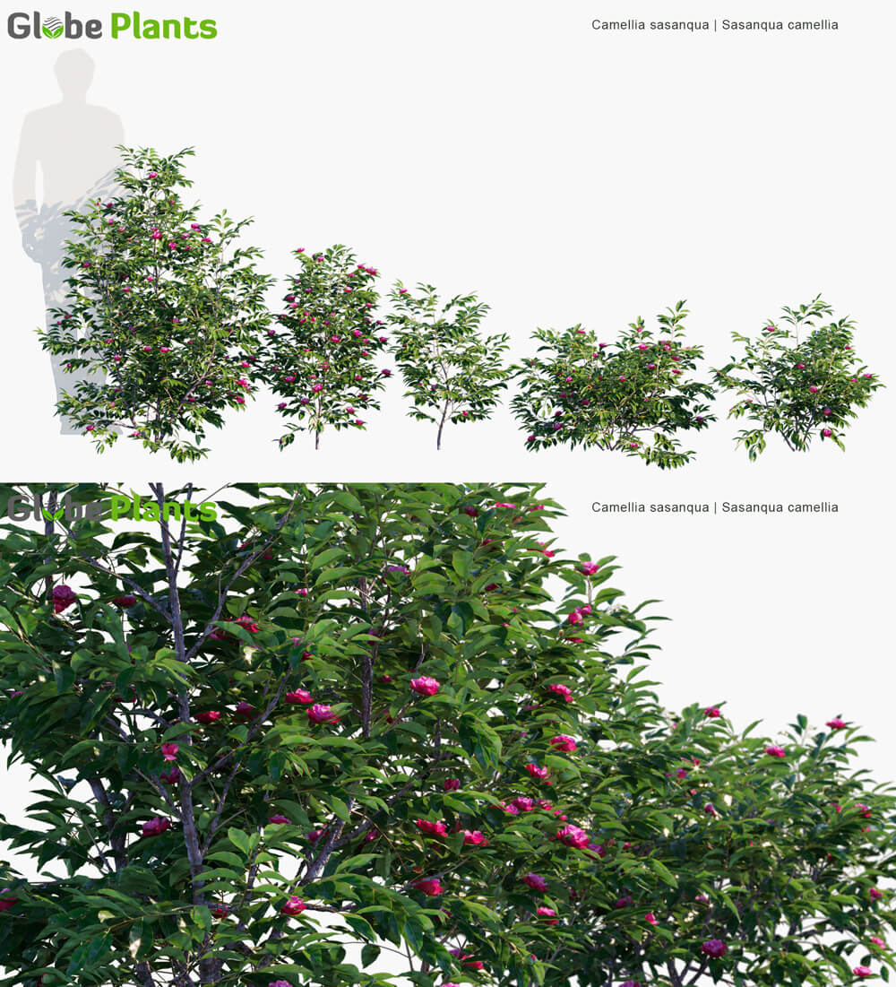 Camellia sasanqua开紫色花朵的茶梅3D模型（MAX）