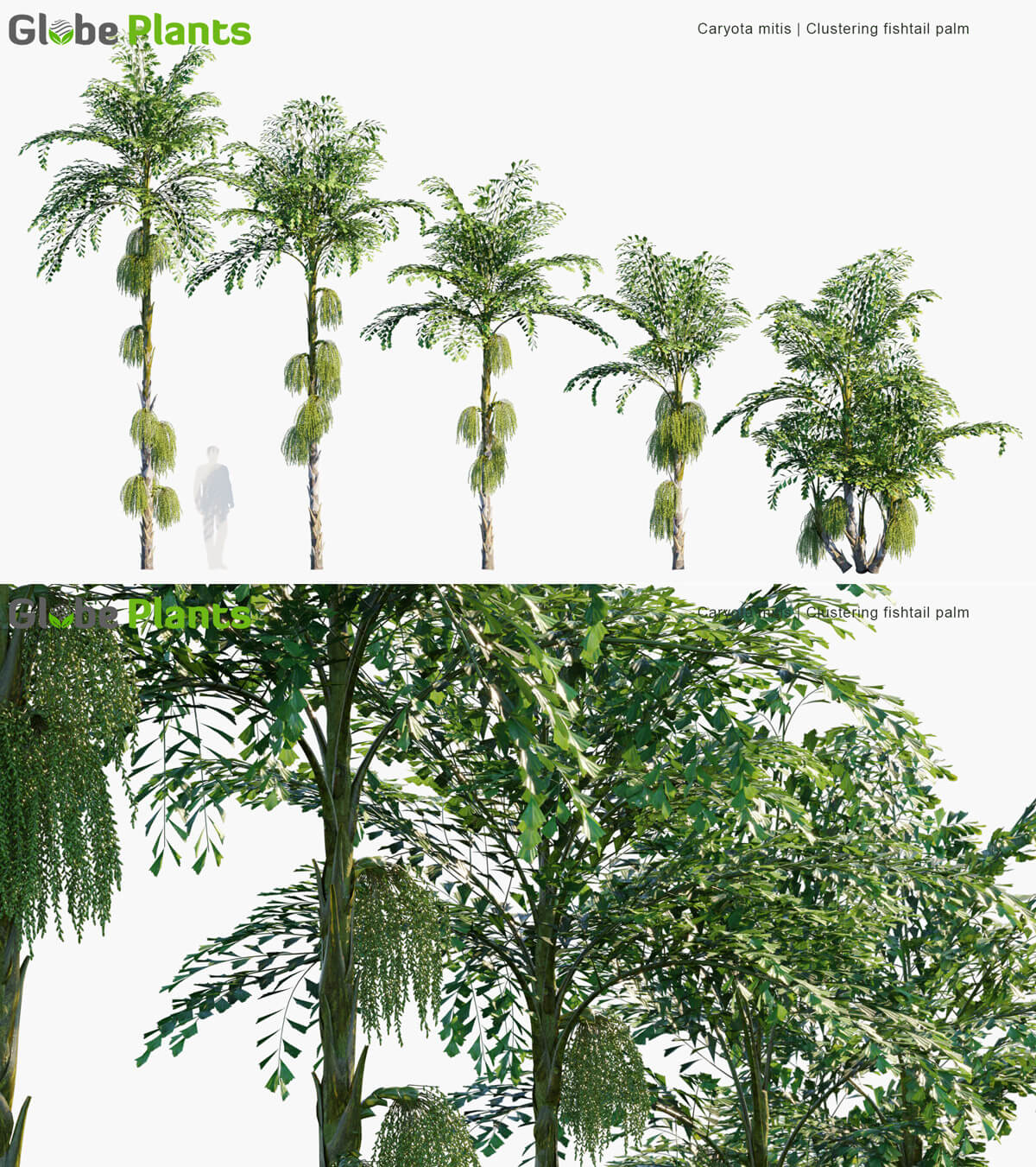 Caryota mitis短穗鱼尾葵棕榈树3D模型（MAX）