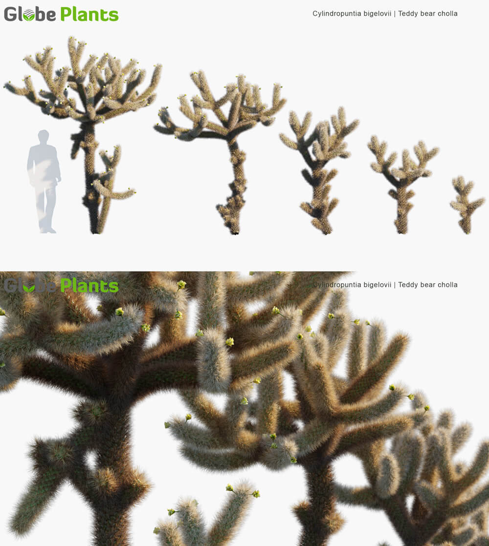 Cylindropuntia bigelovii泰迪熊仙人掌3D模型（MAX）