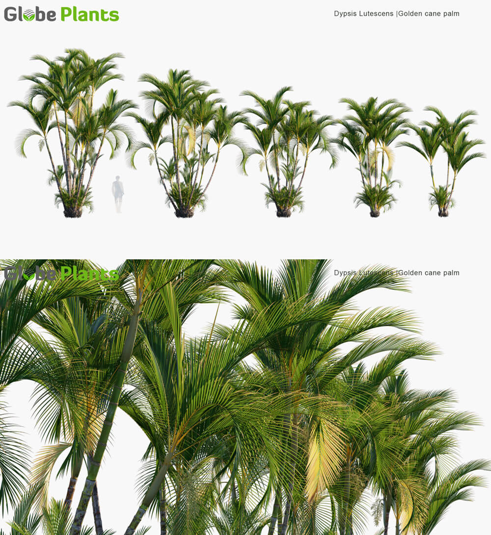 Dypsis Lutescens散尾葵3D模型（MAX）