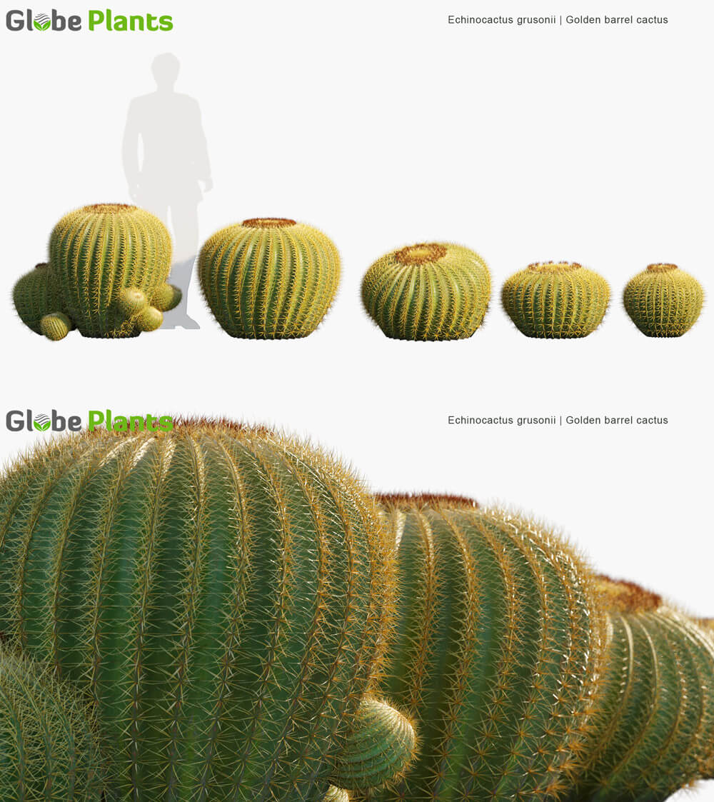 Echinocactus grusonii金琥仙人掌植物3D模型（MAX）