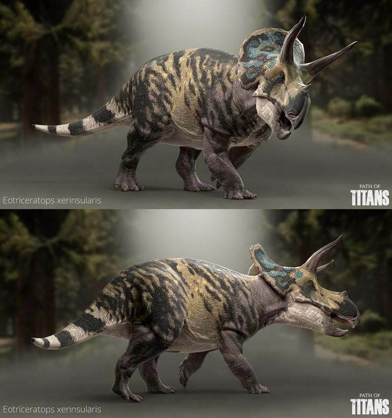 Eotriceratops xerinsularis荒漠始三角龙3D模型（OBJ,FBX,MAX）