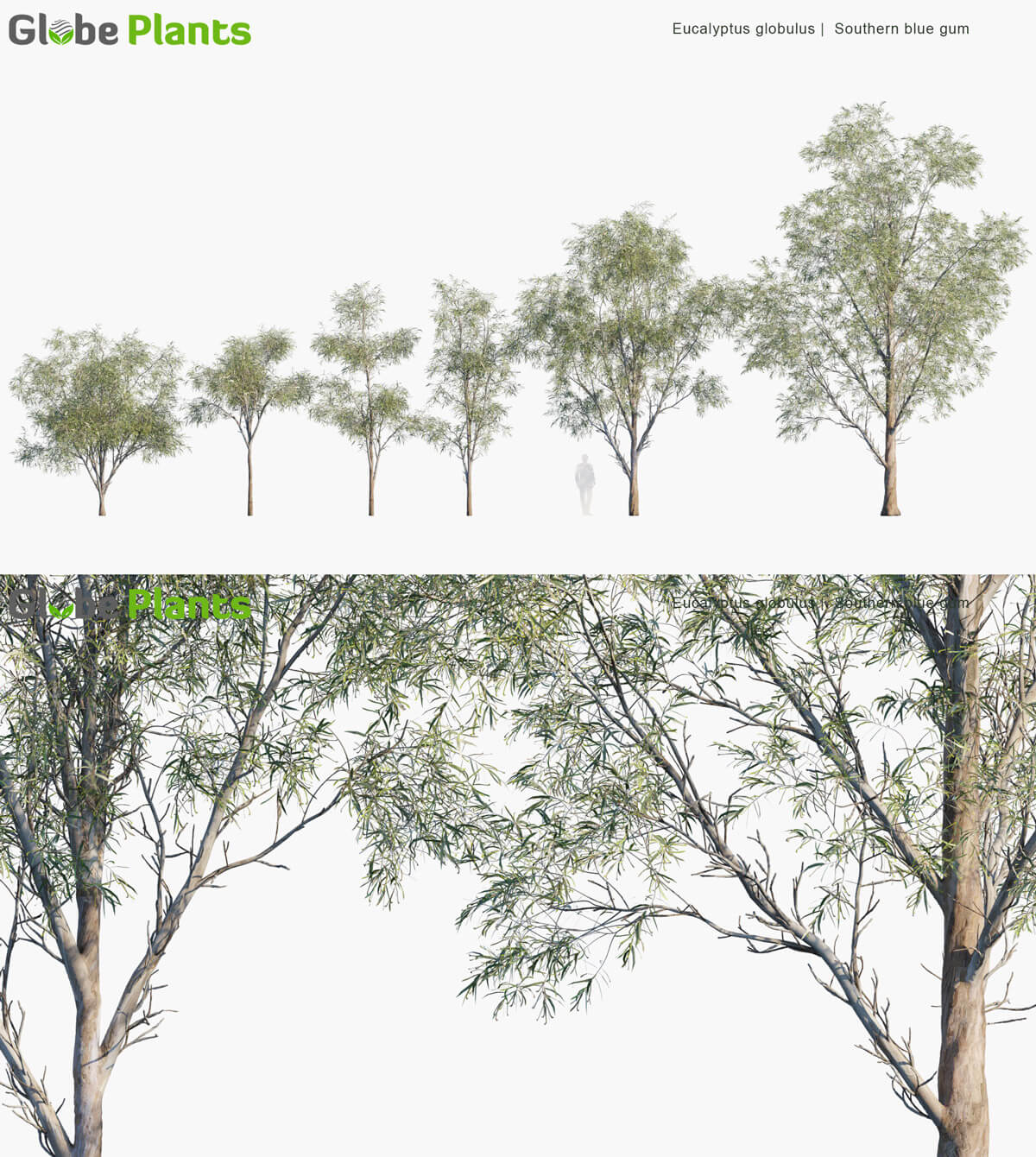 Eucalyptus globulus蓝桉树3D模型（MAX）