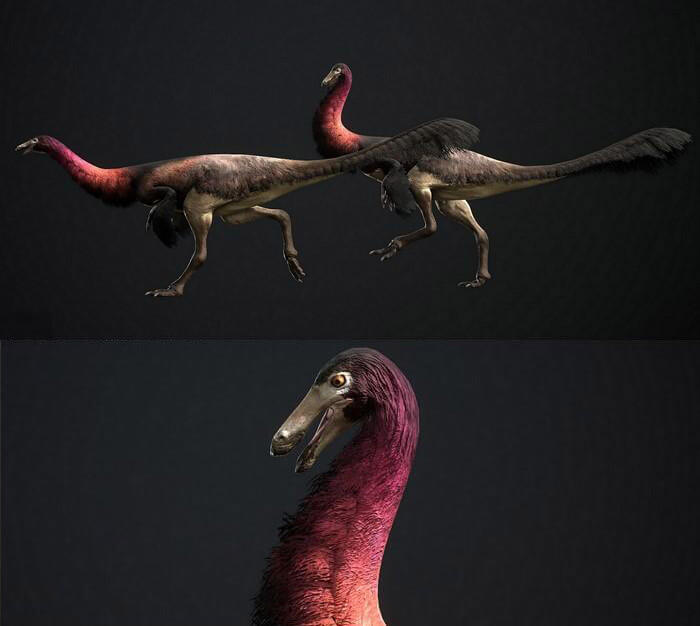 Gallimimus bullatus似鸡龙3D模型（OBJ,FBX,MAX）