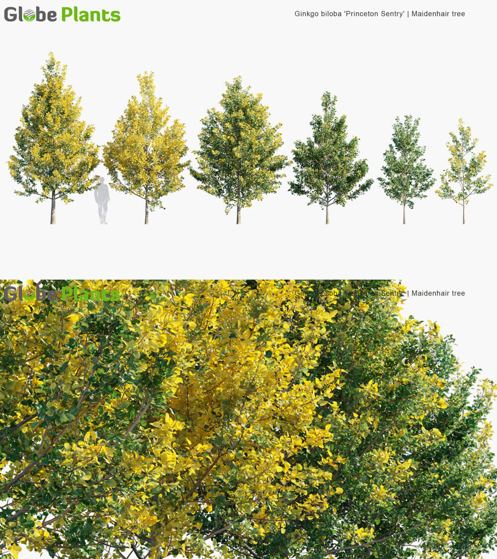 Ginkgo biloba Princeton Sentry银杏科植物3D模型（MAX）