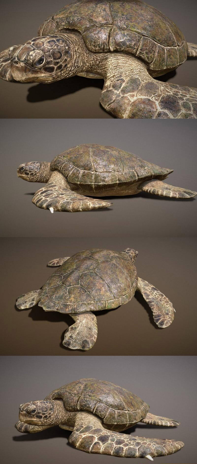 绿海龟3D模型（OBJ,FBX,MAX）