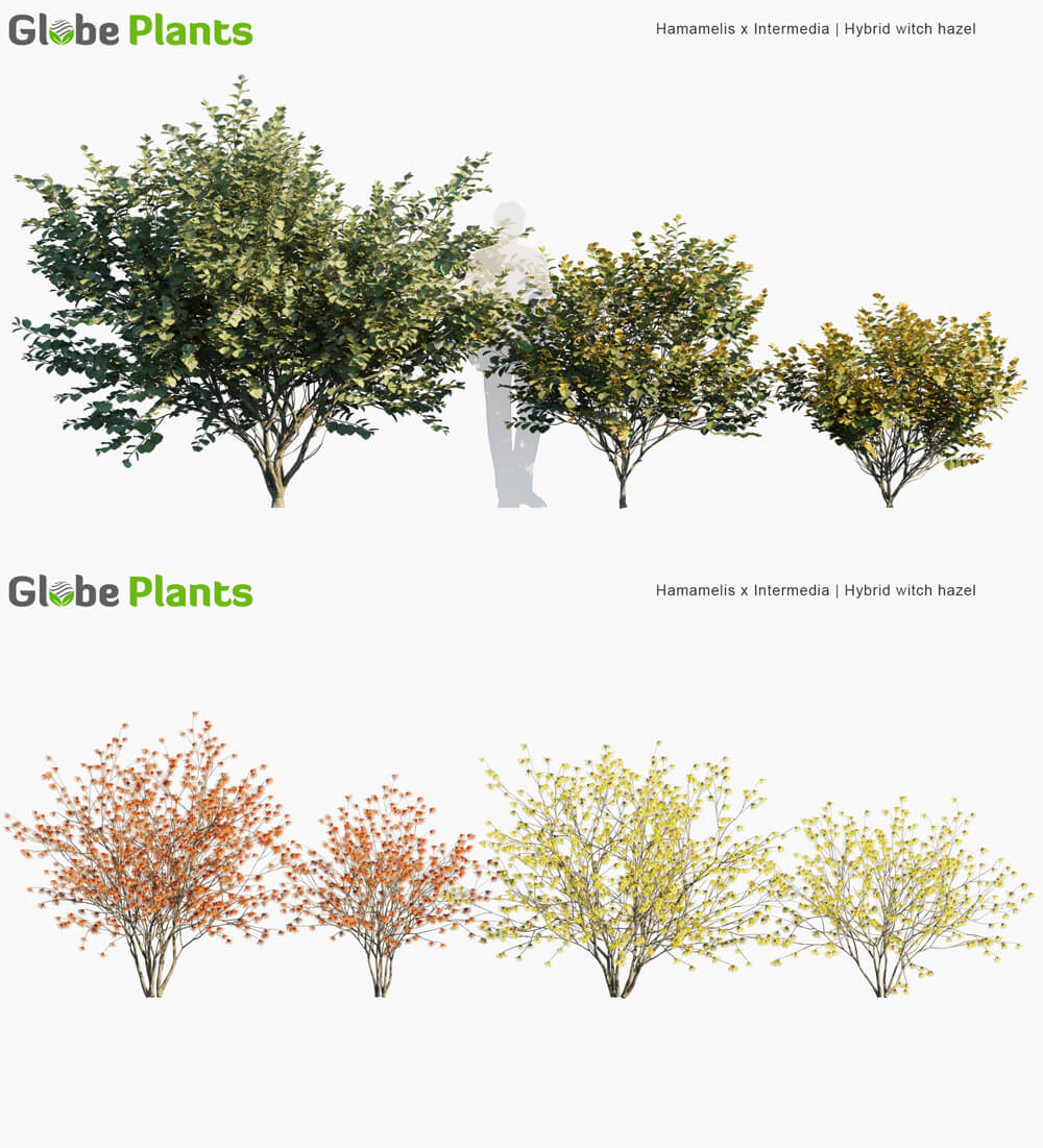 Hamamelis x Intermedia金缕梅植物3D模型（MAX）