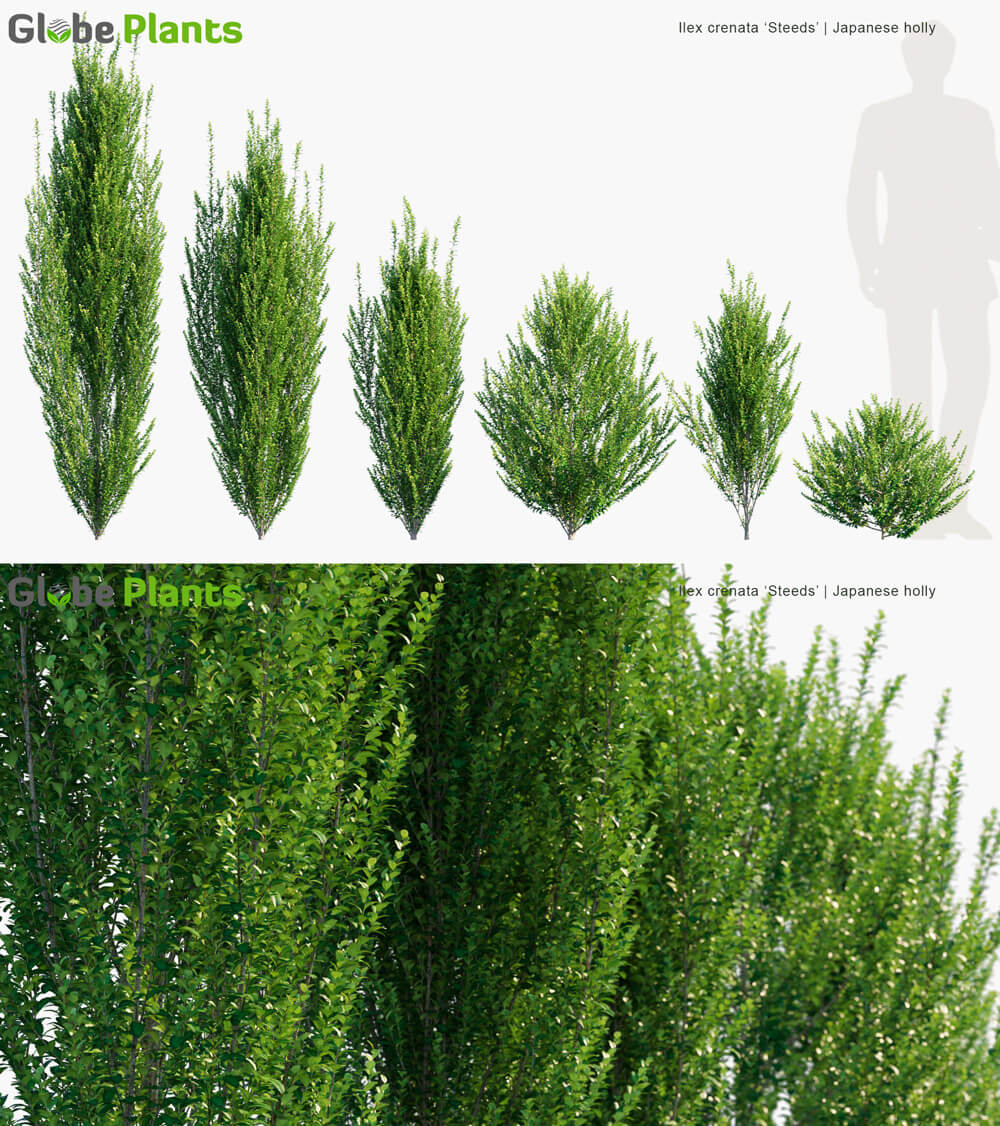 Ilex crenata Steeds钝齿冬青3D模型（MAX）