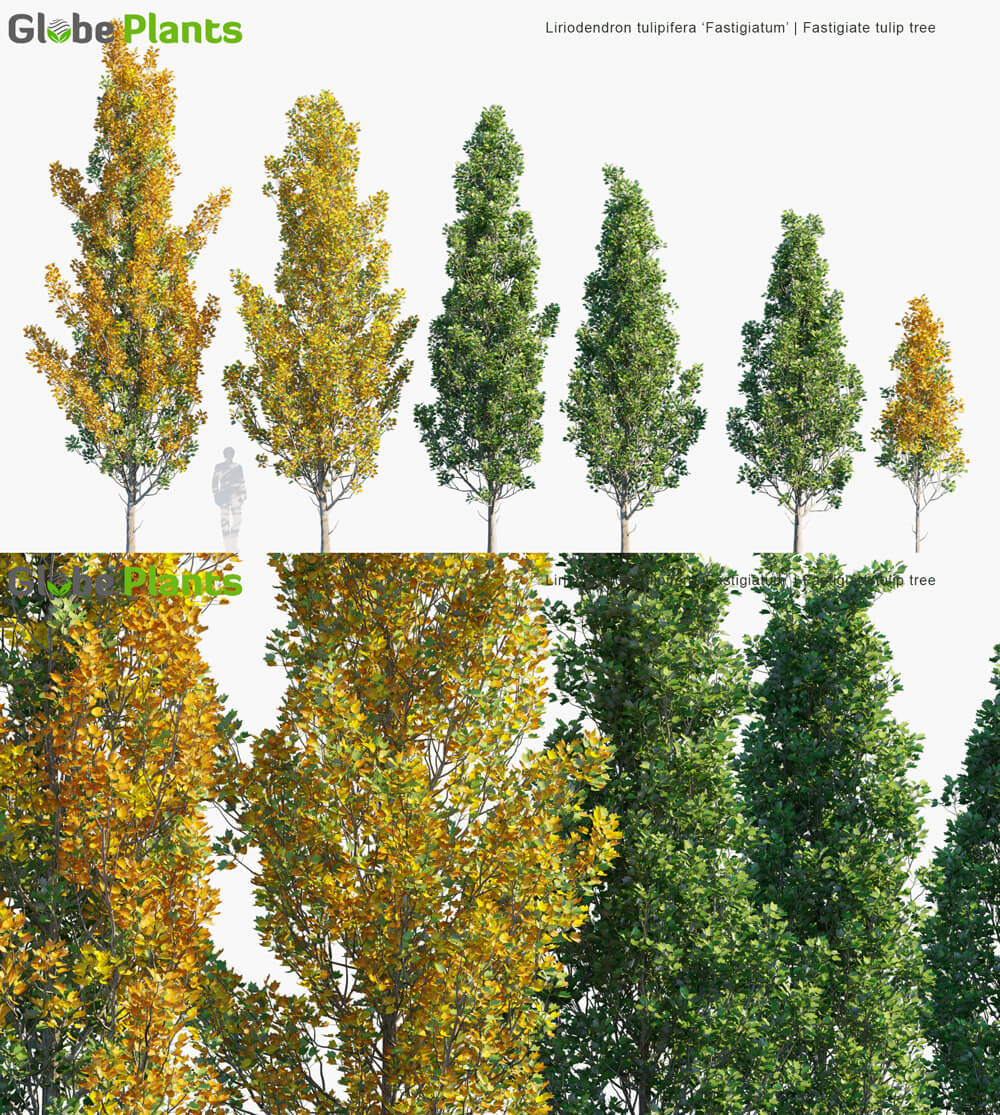 Liriodendron tulipifera Fastigiatum北美鹅掌楸3D模型（MAX）