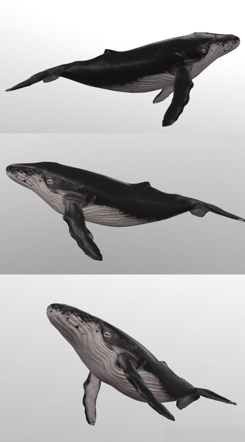 Low poly鲸3D模型（OBJ,FBX,MAX）