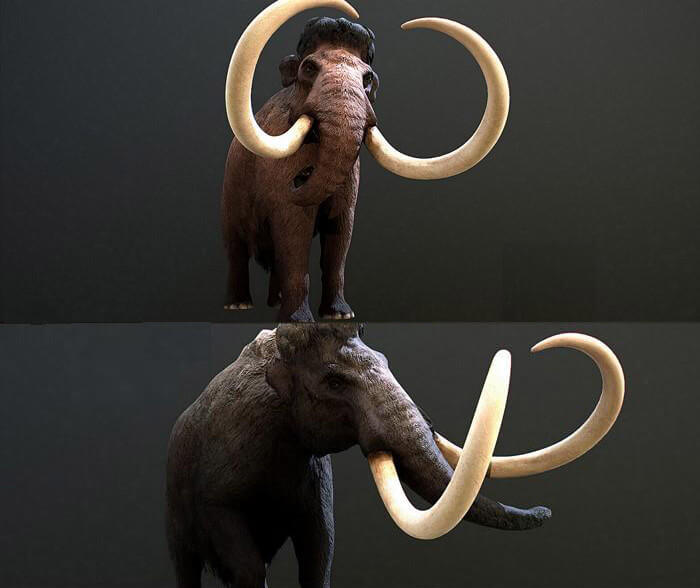 Mammuthus primigenius猛犸象3D模型（OBJ,FBX,MAX）