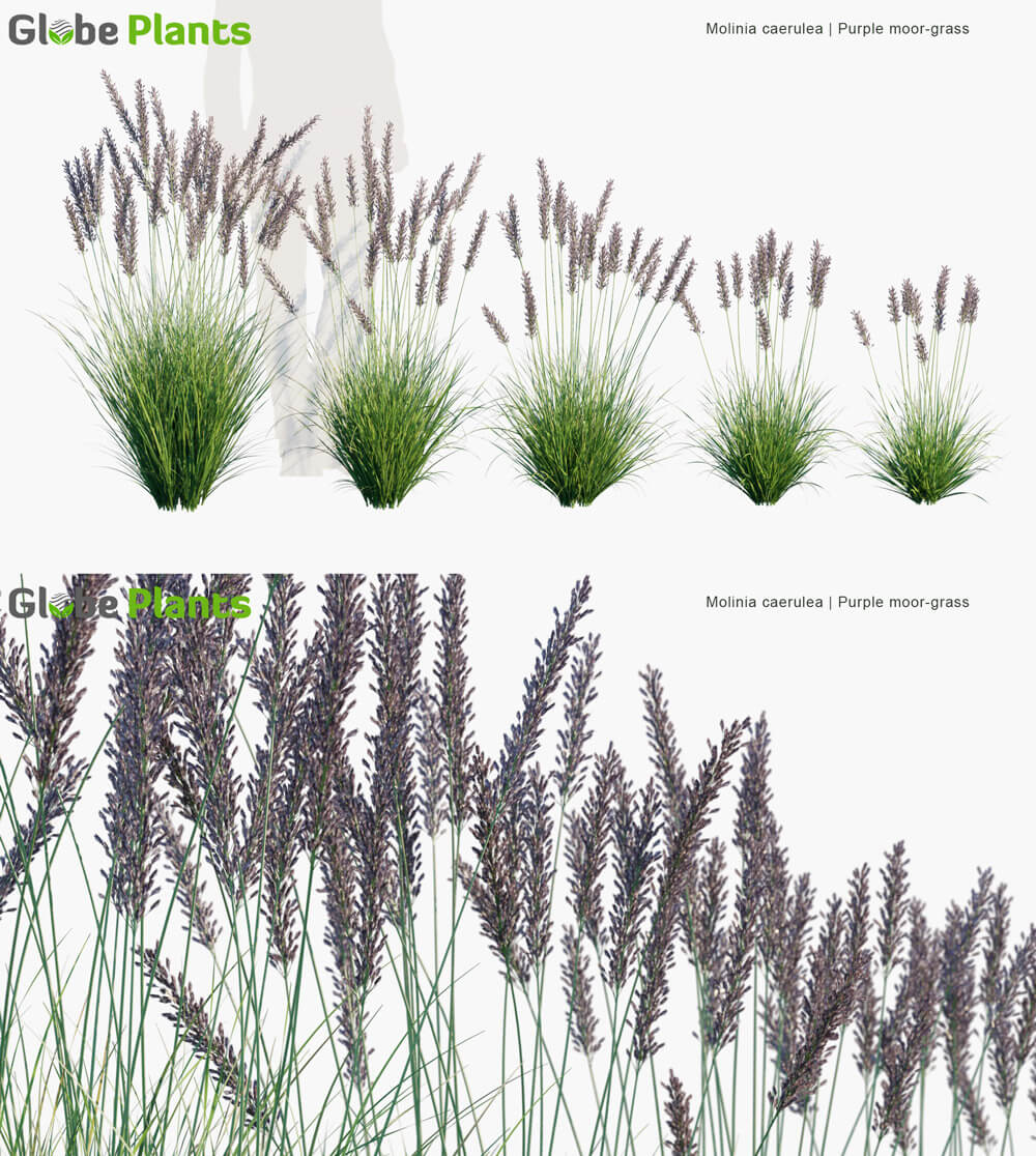 Molinia caerulea蓝沼草3D模型（MAX）