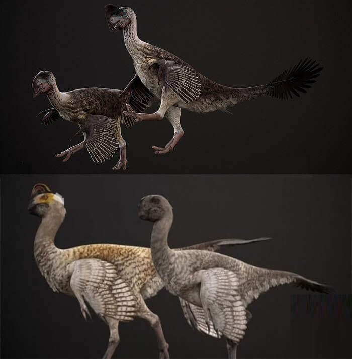 Oviraptor philoceratops窃蛋龙3D模型（OBJ,FBX,MAX）