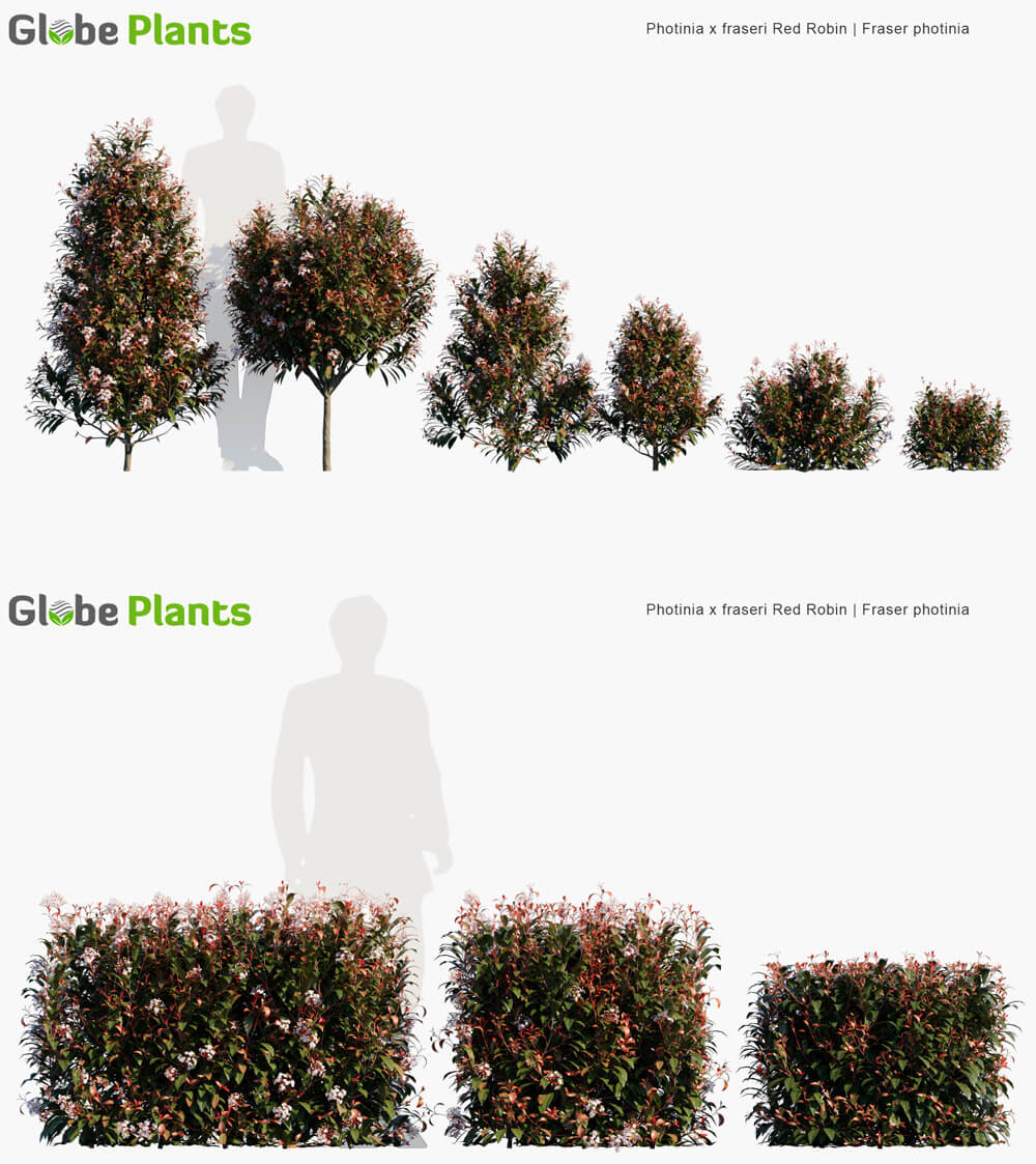 Photinia x fraseri Red Robin开满白色小花的红叶石楠植物3D模型（MAX）