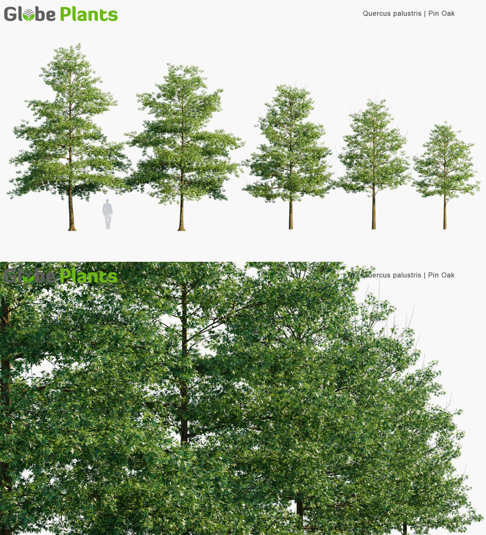 Quercus palustris沼生栎树3D模型（MAX）