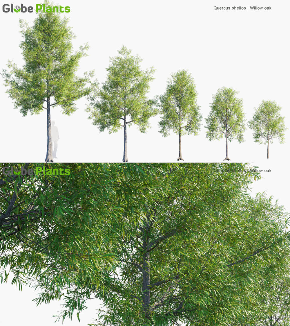 Quercus phellos柳叶栎树3D模型（MAX）